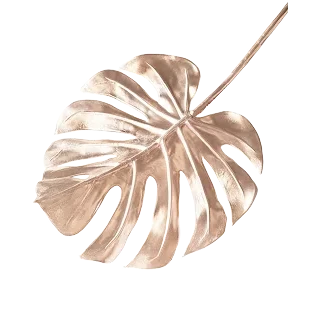 Onwho Leaf 2